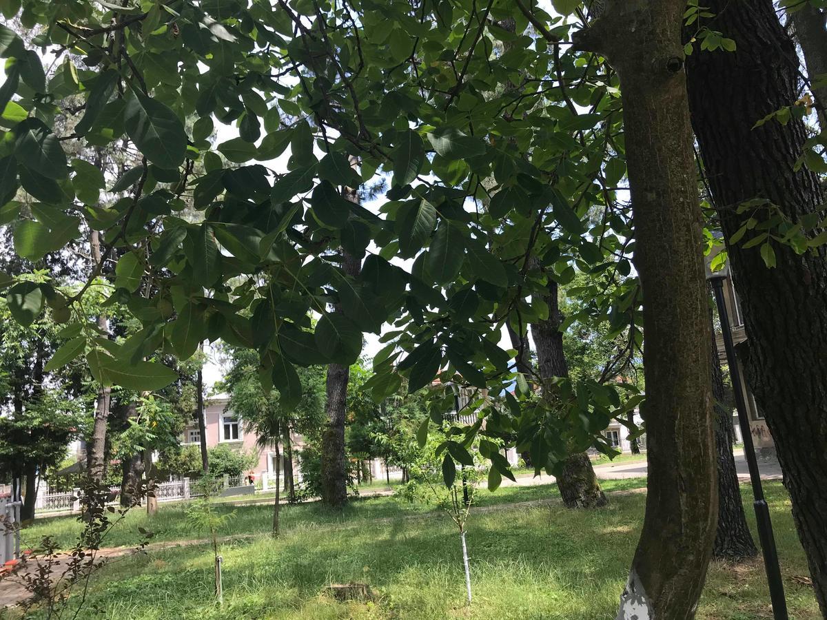 Anna Hostel 코불레티 외부 사진